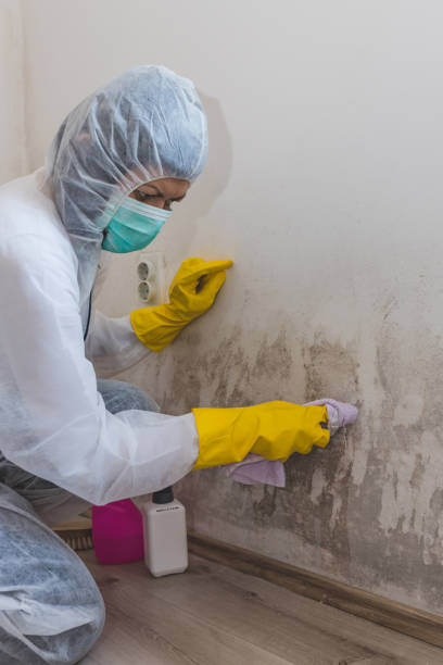 Best Mold Damage Restoration  in Dunbar, WV